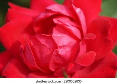 Red Peony Flower Macro Photography