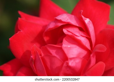 Red Peony Flower Macro Photography