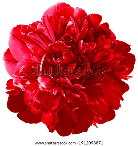 red  peony flower on white isolated background with clipping path.  For design.  Closeup. 