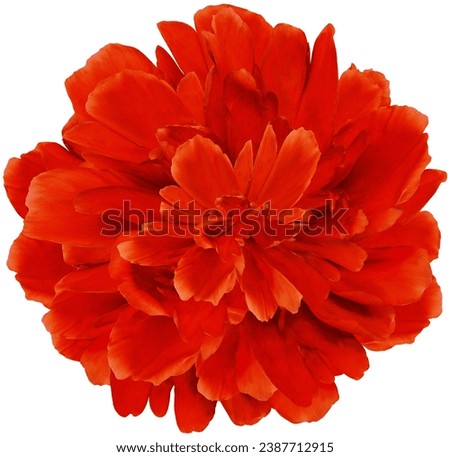 Red peony flower  on white isolated background with clipping path. Closeup. For design. Nature. 