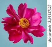 Red peony flower with yellow center isolated on blue background.