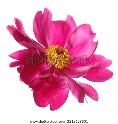 Red peony flower with yellow center isolated on white background.