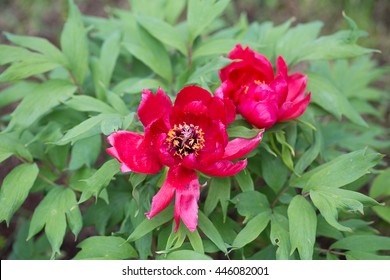 Red Peony Flowers On Bush Garden Stock Photo 446082001 | Shutterstock