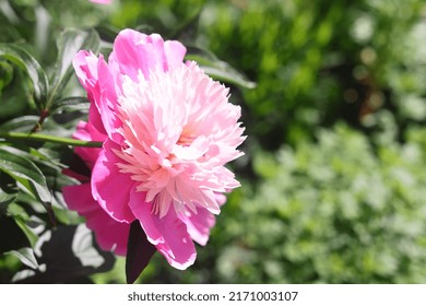 Red Peony Flowers On Foliage Background Stock Photo 2171003107 Red Peony Flowers On Foliage Background Stock Photo 2171003107