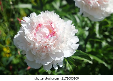 Red Peony Flowers On Foliage Background Stock Photo 2171003109