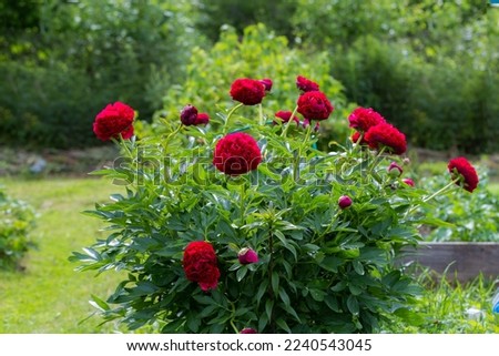 Red Peony officinalis Command Performance in the garden