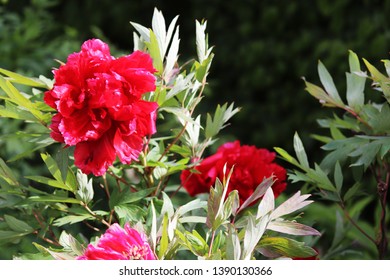 Red peony in the