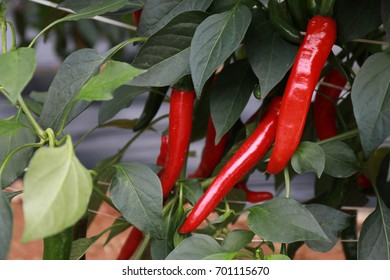 Red pepper hanging on a tree,