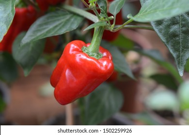 Red Pepper - Latin Name - Capsicum Annuum