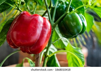 Red Pepper Plant On The Garden