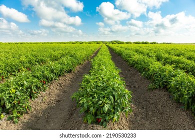 Red Pepper Plants in the pepper farm or field. Capia or chili red peppers in the farm - Shutterstock ID 2190530233