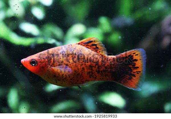 Red Pepper Platy Fish Xiphophorus Maculatus Stock Photo 1925819933 ...