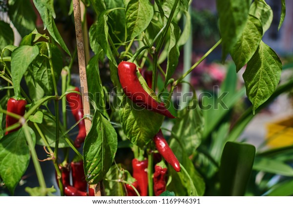 Red Peppers Growing Hydroponic Plantations Peppers Stock Photo Edit Now 1169946391