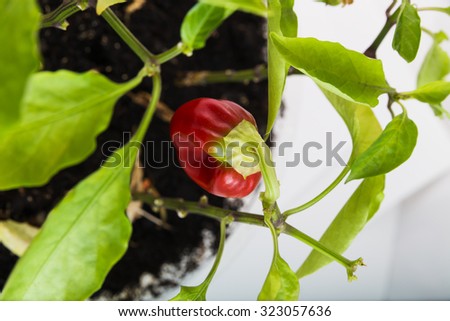 Similar – Bell Peppers Capsicum Growing In Greenhouse