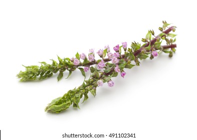 Red Perilla (Shiso) Panicles on white background