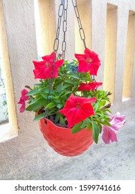 Red Petunia Flowers In A Hanging Basket Outdoor Winter Morning