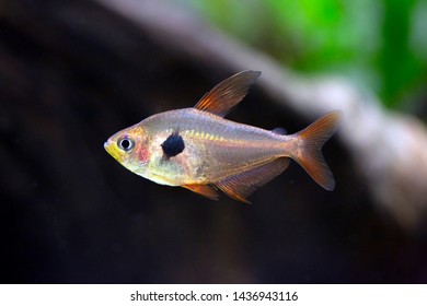 426 Phantom Fish Images, Stock Photos & Vectors | Shutterstock