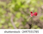 Red phasey bean -Macroptilium lathyroides- flowers growing on the banks of the 54 km long Rio Yumuri River flowing along its c.4 km long canyon next to the mouth in the Atlantic Ocean. Baracoa-Cuba.