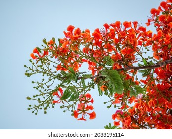 Red Phoenix Flowers Young Shoots Vietnamese Stock Photo 2033195114 ...