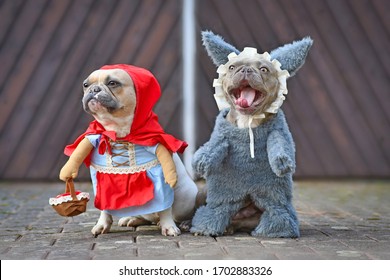 Red pied French Bulldog dressed up as fairytale character Little Red Riding Hood and silver gray colored dog with scary face as Big Bad Wolf with full body costumes with fake arms