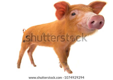 red pig distorted by a wide-angle close-up,on a white background