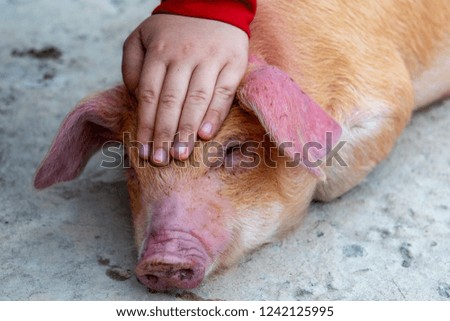 Similar – Image, Stock Photo Piglet in happiness Nature