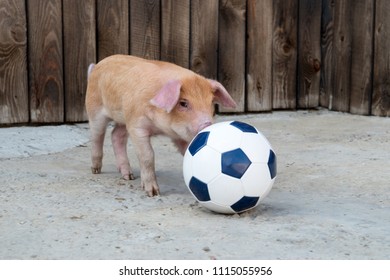 Red piglet is playing with black-white soccer ball
