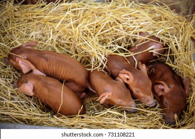 Red Pigs Of Duroc Breed. Newly Born.