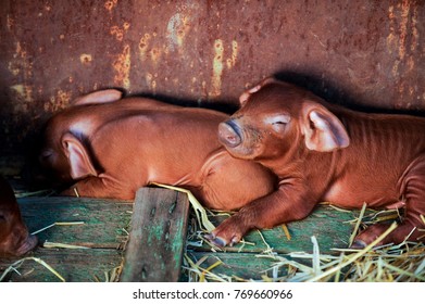 Red Pigs Of Duroc Breed. Newly Born.