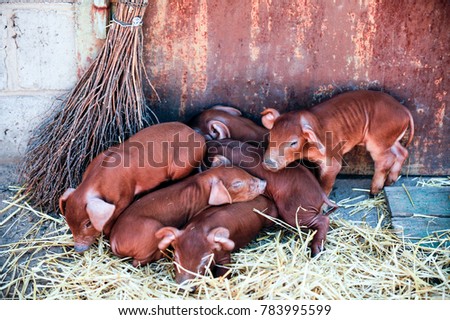 Red pigs of Duroc breed. Newly born.