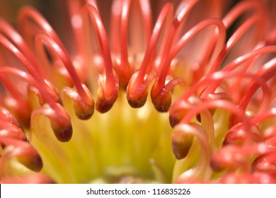 Red Pincushion Protea Flower