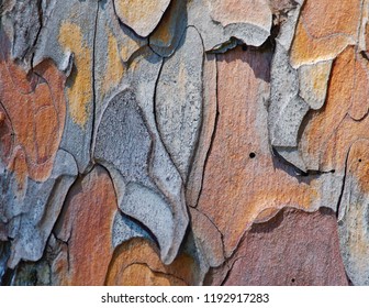 Red Pine Bark Taken In Voyageurs National Park Minnesota.