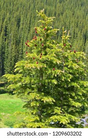 Red Pine cone tree