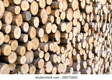 Red Pine (Pinus Resinosa) Log End Detail