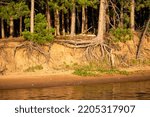 Red pine tree roots showing from water erosion on Lake Nokomis in Tomahawk, Wisconsin, horizontal
