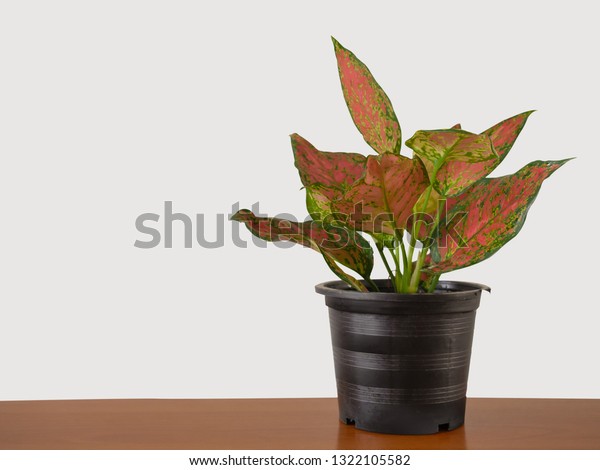 Red or Pink\
Aglaonema (Chinese Evergreen) isolated on white background. (This\
has clipping path) selective focus.\
