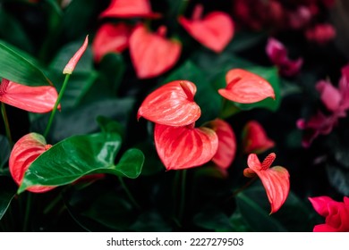 Red or pink Anthurium, the Flamingo Flower background. Evergreen plant with red waxy flowers. Anthurium blossom. Selective focus - Shutterstock ID 2227279503