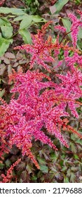 Red And Pink Astilbe Plant