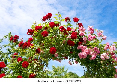 Red And Pink Climbing Roses.