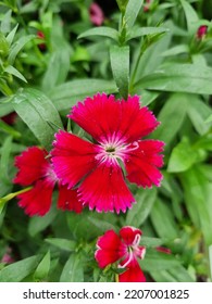 Red And Pink Dianthus Flower