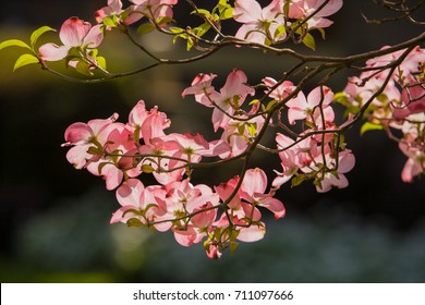 Red And Pink Dogwood Blossoms Before A Dark Background A Dogwood Tree On Alderbrook Street In Salem Oregon