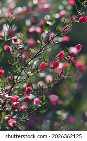 Red and pink flower buds of Australian native Boronia ledifolia, family Rutaceae. Grows in sclerophyll forest and woodland on sandstone soils of NSW and Victoria. Flowers winter to spring