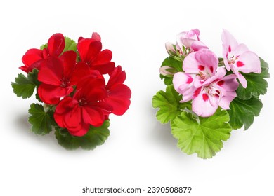 Red and pink geranium flower blossoms with green leaves isolated on white background, colorful geranium flowers template concept. Close up view