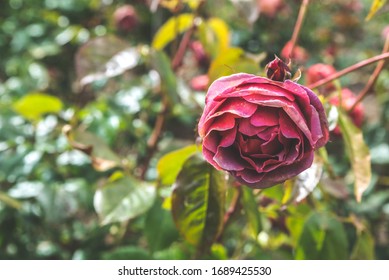 Red And Pink Hayley Westenra Rose