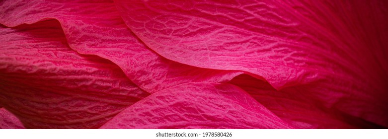 Red Pink Hibiscus Flower Background. Pink Hibiskus Petals Texture. Bright Red Hibiscus Blossom, Close Up Macro. Red Full Bloom Background. Banner.