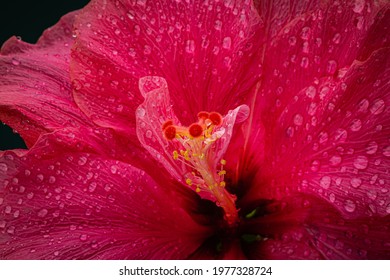 Red Pink Hibiscus Flower With Water Drops. Pink Hibiskus Petals Texture. Bright Red Hibiscus Blossom, Closeup Macro. Red Full Bloom Background.