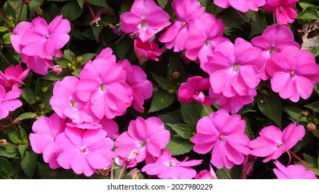 Red Pink Impatiens Sunpatiens Compact Plants - Shutterstock ID 2027980229