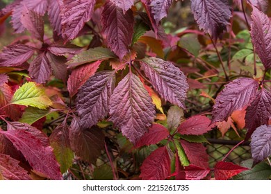 16,848 Pink Ivy Images, Stock Photos & Vectors | Shutterstock