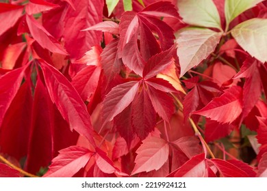 16,848 Pink Ivy Images, Stock Photos & Vectors | Shutterstock