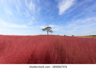 Muhly rosa roja en